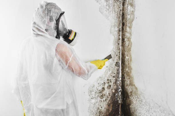 Professional Mold Removal in Farrell, PA