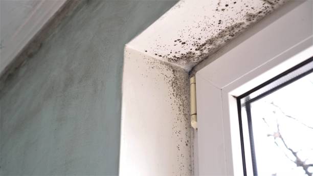 Best Residential Mold Removal  in Farrell, PA