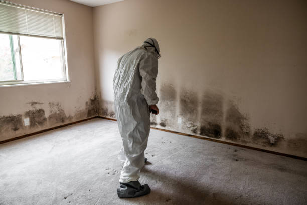 Best Professional Mold Removal  in Farrell, PA