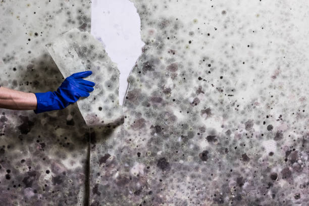 Crawl Space Mold Removal in Farrell, PA
