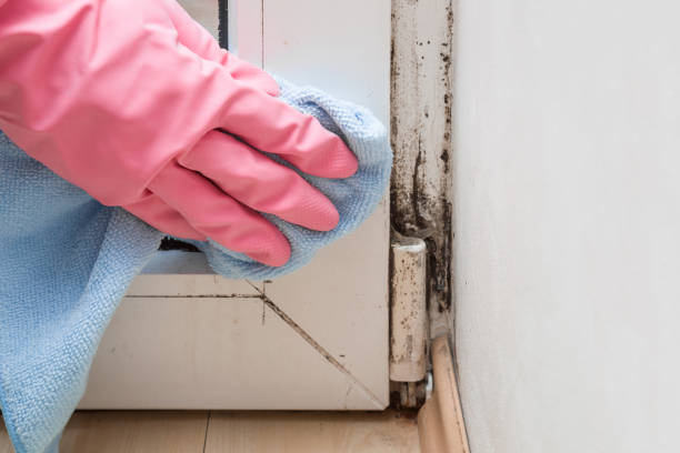 Best Commercial Mold Removal  in Farrell, PA