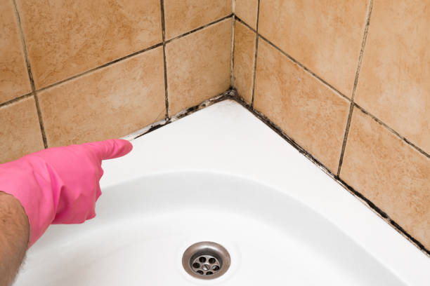 Best Same-Day Mold Removal  in Farrell, PA